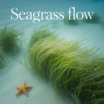 Seagrass Flow
