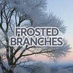 Frosted Branches