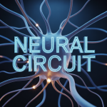 Neural Circuit