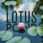 Lotus Pond